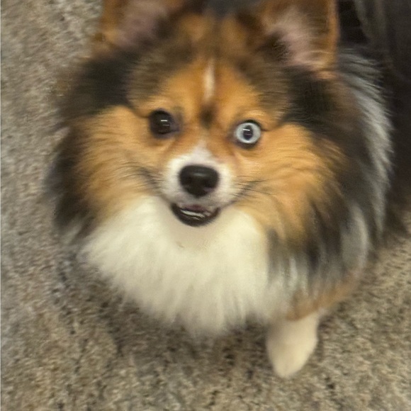 bethesdabarbie